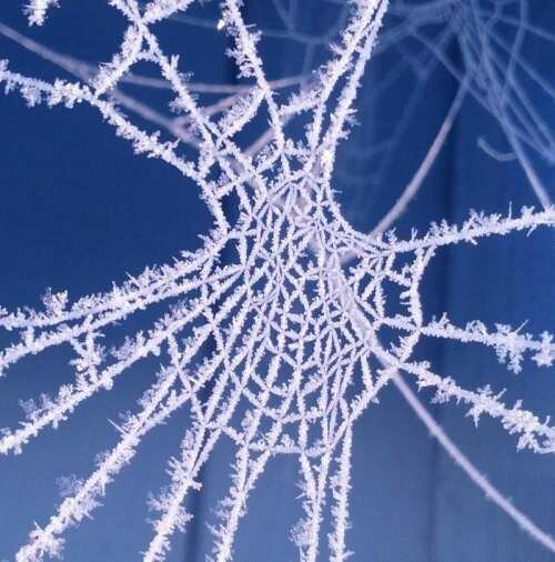 Esta tela de araña está compretamente cubierta por la nieve