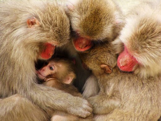 macaques