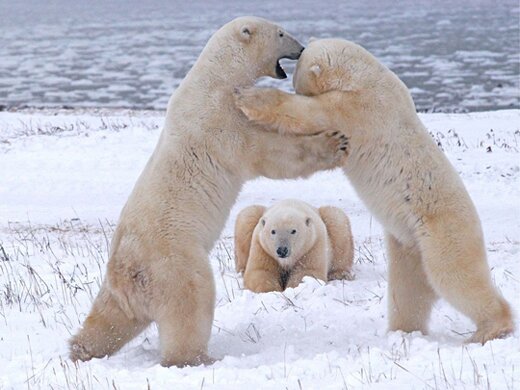 polar bears