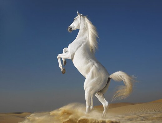 white horse