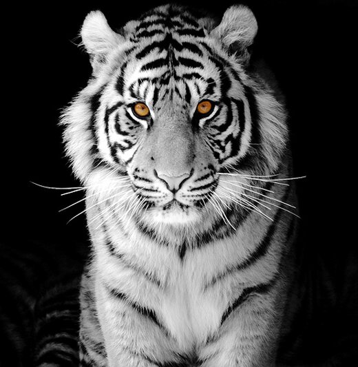 white tiger