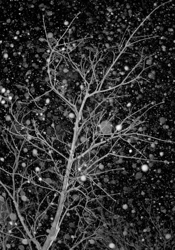 snow tree