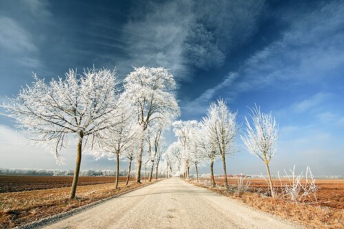 2166241202 93e1c50c75 Infrared Photography