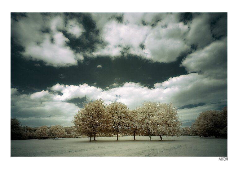 2594077762 27c7d75958 o Infrared Photography