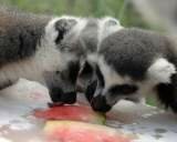 Alert Azul: El calor está afectando a los animales