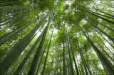 El asombroso bosque de Bambú en Arashiyama