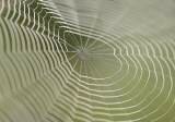 Learn how to clean Spiderwebs