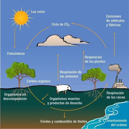 Ciclo del CO2