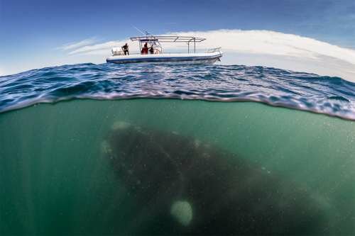 A veces no nos imaginamos las criaturas que nos observan desde el fondo del oceano