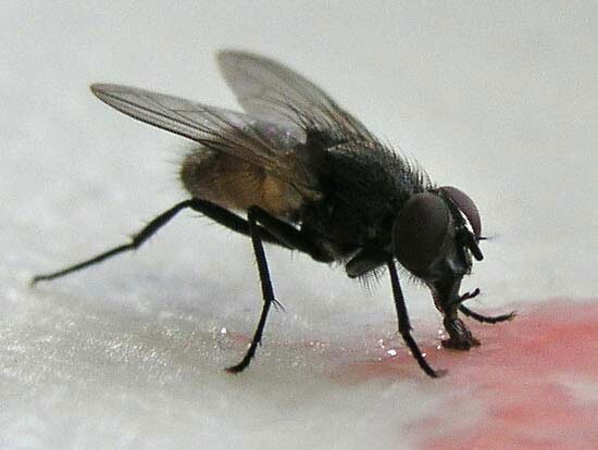 house fly