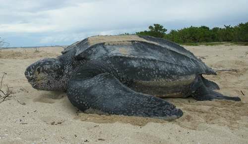 The Leatherback is also the fourth largest modern reptile behind three crocodilians