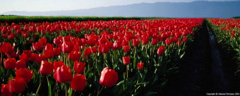 free dual screen tulip